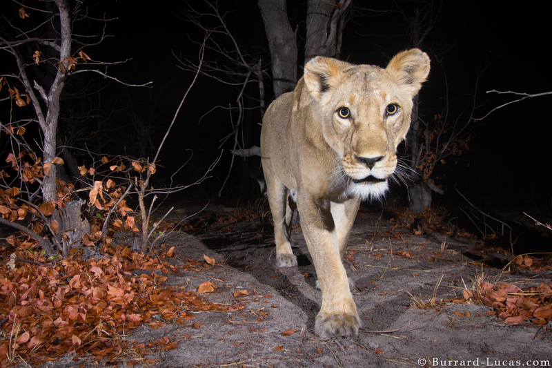 Credit: Will Burrard-Lucas/WWF-US.